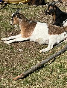 pigmy / Nigerian doe