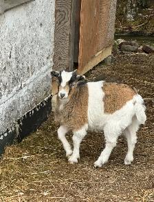 pigmy / Nigerian doe - Photo 2