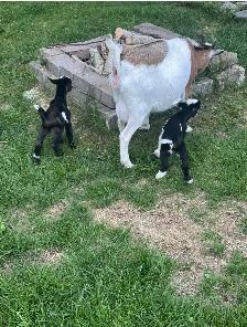 pigmy / Nigerian doe - Photo 3