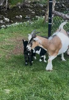 pigmy / Nigerian doe - Photo 4