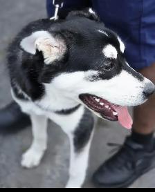 Husky to sell