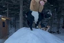 Alpine / Nigerian doe - Photo 2