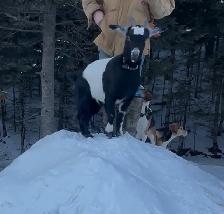 Alpine / Nigerian doe - Photo 3