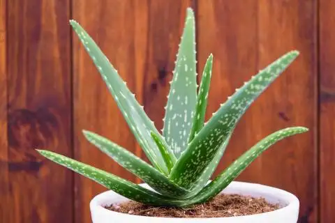 PLANTE ARAIGNEEALOES A VENDRE