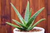PLANTE ARAIGNEEALOES A VENDRE