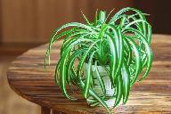 PLANTE ARAIGNEEALOES A VENDRE - Photo 2