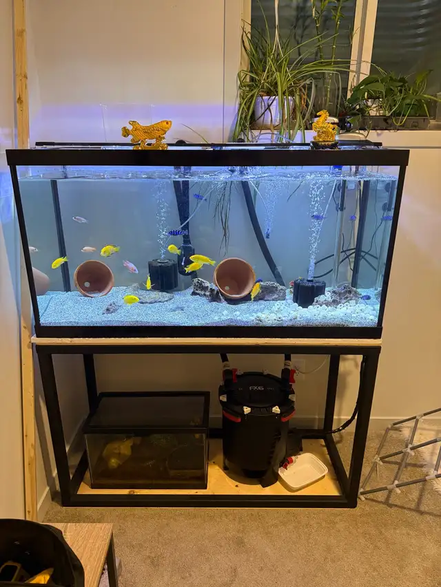 90 gallon Fish tTank