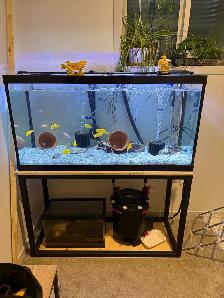 90 gallon Fish tTank