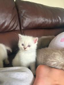 Kittens