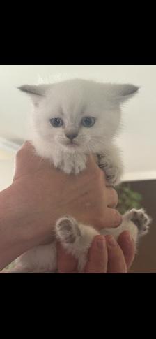 Kittens - Photo 3