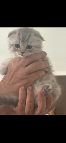 Kittens - Photo 4