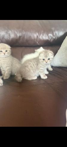 Kittens - Photo 5