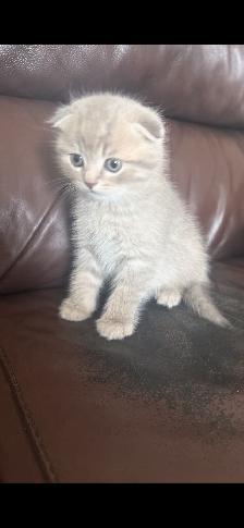 Kittens - Photo 6
