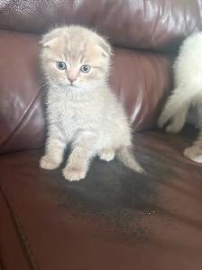 Kittens - Photo 7