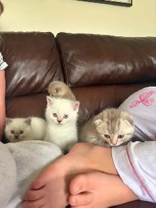 Kittens - Photo 8