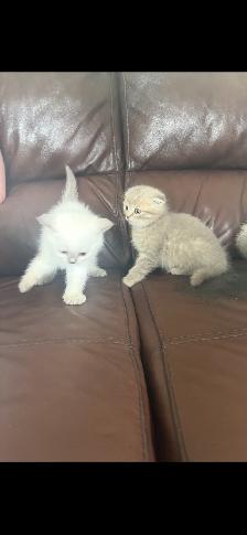 Kittens - Photo 9
