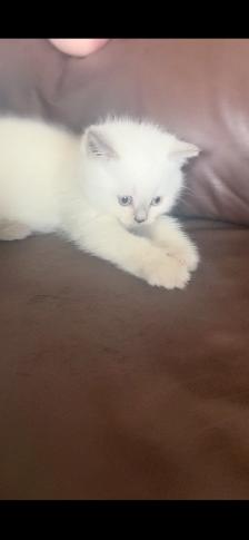 Kittens - Photo 10