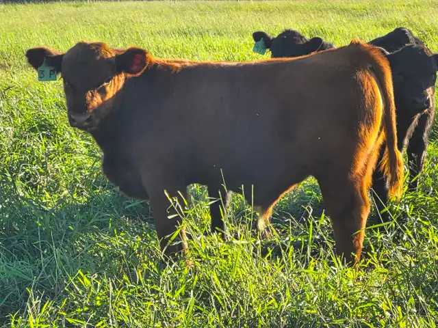 Gelbvieh bull calf