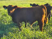 Gelbvieh bull calf