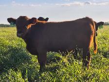 Gelbvieh bull calf - Photo 2