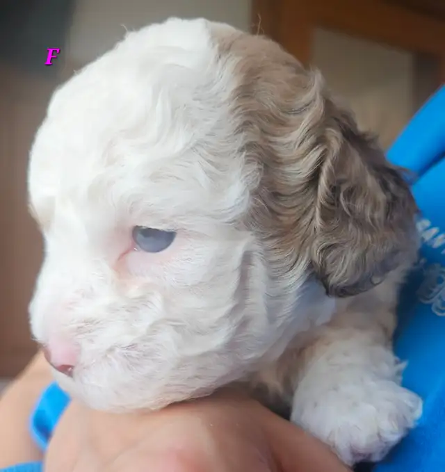 Teddybear, F1B Morkie-Poos, great colors and markings