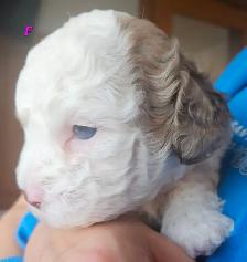 Teddybear, F1B Morkie-Poos, great colors and markings