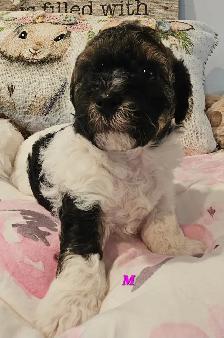 Teddybear, F1B Morkie-Poos, great colors and markings - Photo 2