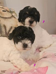 Teddybear, F1B Morkie-Poos, great colors and markings - Photo 3