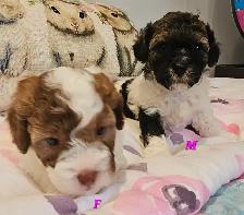 Teddybear, F1B Morkie-Poos, great colors and markings - Photo 4