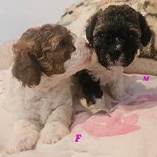 Teddybear, F1B Morkie-Poos, great colors and markings - Photo 5