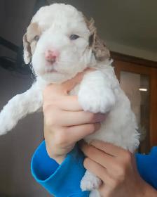 Teddybear, F1B Morkie-Poos, great colors and markings - Photo 6