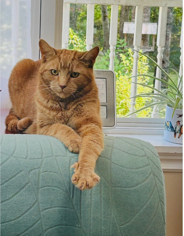 Lost Cat
