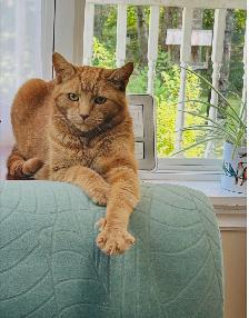 Lost Cat