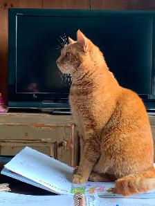 Lost Cat - Photo 2
