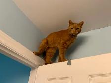Lost Cat - Photo 3