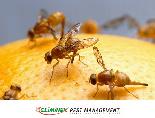 AFFORDABLE 24/7 PEST CONTROL! - Photo 8
