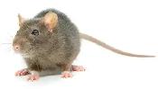 AFFORDABLE 24/7 PEST CONTROL! - Photo 9