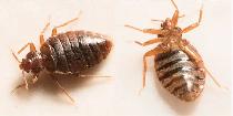 AFFORDABLE 24/7 PEST CONTROL! ELIMINEX PEST MANAGEMENT - Photo 5