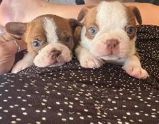 frenchton mâle et femelle