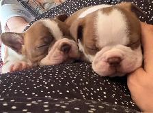 frenchton mâle et femelle - Photo 2