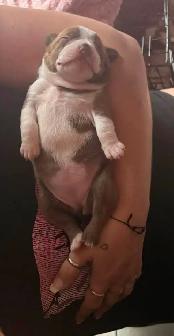 frenchton mâle et femelle - Photo 5