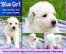 Great Pyrenees Livestock Guardian Puppies!