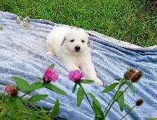 Great Pyrenees Livestock Guardian Puppies! - Photo 2