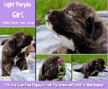 Great Pyrenees Livestock Guardian Puppies! - Photo 3