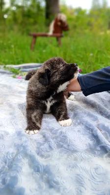 Great Pyrenees Livestock Guardian Puppies! - Photo 4