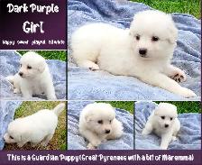 Great Pyrenees Livestock Guardian Puppies! - Photo 5