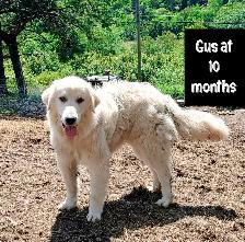 Great Pyrenees Livestock Guardian Puppies! - Photo 6