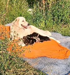 Great Pyrenees Livestock Guardian Puppies! - Photo 7