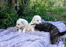Great Pyrenees Livestock Guardian Puppies! - Photo 8