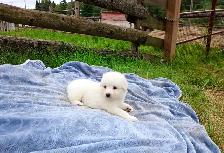 Great Pyrenees Livestock Guardian Puppies! - Photo 9
